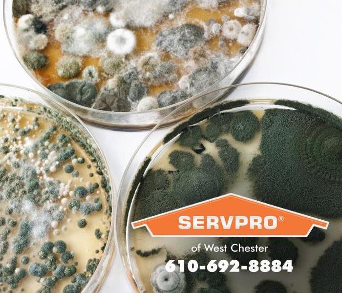 mold spores in trays 